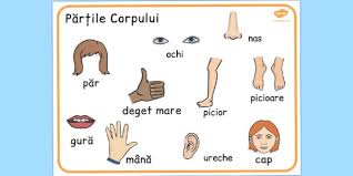 Corpul uman engleza imba engleza. PÄrÈile Corpului Uman PlanÈÄ Cu Imagini Èi Cuvinte