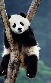 We did not find results for: Panda Wallpaper Best Cool Panda Wallpapers For Android Apk Download