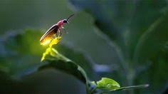 Fireflies Why Do Fireflies Glow Animals Animals Beautiful Beautiful Bugs