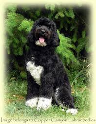 Black And White Doodle Dog For Sale Gorgeous Black And White Tuxedo Labradoodle Named Stella She S Very Sweet Labradoodle White Labradoodle Black Labradoodle