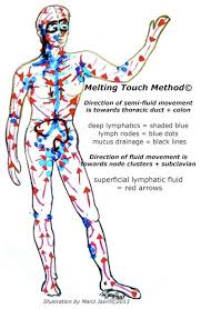 pin by marci javril on for the health of it lymphatic