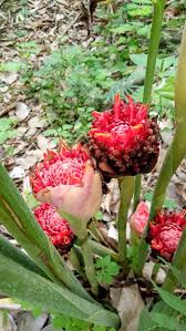 Image result for Etlingera