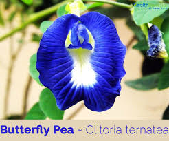 Minuman bunga telang kini semakin banyak dikonsumsi karena dipercaya memiliki banyak khasiat. Butterfly Pea Facts And Health Benefits