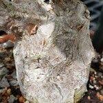 Image result for Corallocarpus welwitschii