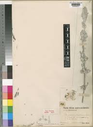 Image result for Petalidium englerianum