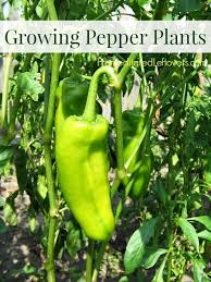 The soil should be well drained and amended before you put them into the ground. Tips For Growing Pepper Plants