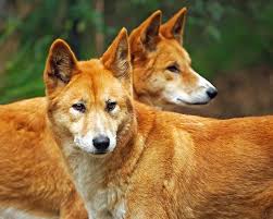 Dingoes By Darren Stones Australia Animals Animals Australian Animals