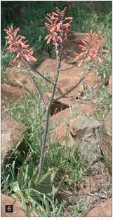 Image result for Aloe komatiensis