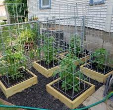 Build The Best Tomato Cages Ever Vegetable Garden Design Garden Boxes Raised Home Vegetable Garden