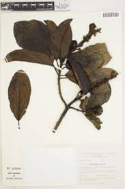 Image result for Delostoma