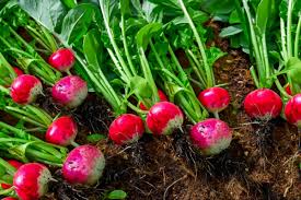 Like potatoes, okra and carrots, beets need moderate amounts of fertilizer to do well. 10 Root Vegetables You Can Successfully Grow
