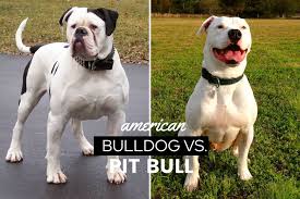To furnish guidelines for the breed's strength, courage, and familiarity with livestock led to its popularity in the brutal sport of bull baiting. American Bulldog Vs Pit Bull Full Comparison Differences Similarities Canine Bible