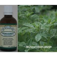 Image result for Trigonella