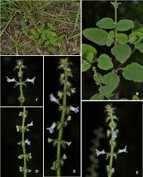 Image result for Platostoma