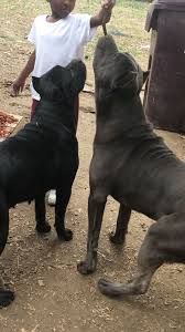 Black Blue Cane Corso Puppies For Sale Beautiful Big Bone Cane Corso Pups Two Solid Blue Females 3 Solid Black Females And One All Black Cane Corso Big Dogs Large Dog Breeds