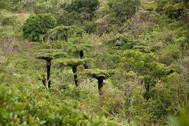 Image result for Cyathea dregei