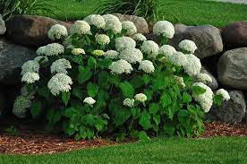 To absorb to soil's nutrients. Hydrangea Shrubs Tips For Planting Care Millcreek Gardens