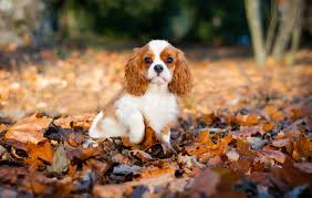 Cavalier king charles spaniels are known to suffer from a few health problems. Cavalier King Charles Rescue Why You Should Adopt A Rescue Dog Ruby Cavalier King Charles Spaniel