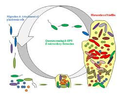 Image result for quorum sensing
