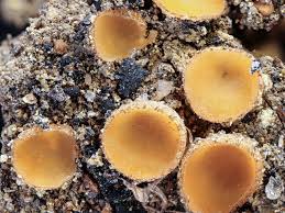 Image result for Gilgiochloa