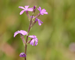 Image result for Buchnera pulcherrima