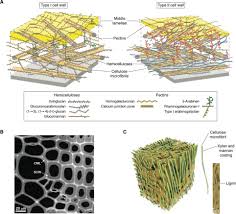 Redesigning Plant Cell Walls For The Biomass Based Bioeconomy Journal Of Biological Chemistry