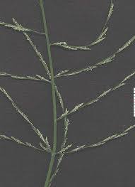 Image result for Leptochloa fusca