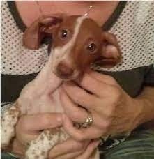 Are there any quality dachshund breeders in florida? Dachshund Puppies 9 Weeks For Sale In Lakeland Florida Classified Americanlisted Com