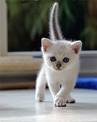 Burmilla Cat Breed Information, Pictures, Characteristics ...