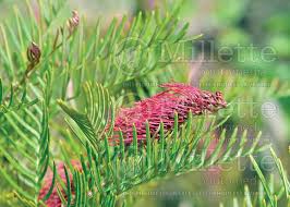 Grevillea Red Hooks Grevillea
