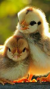 كتاكيت Animals Animals Beautiful Cute Animals