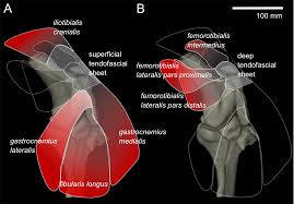 · 4, greater saphenous vein. Three Dimensional Anatomy Of The Ostrich Struthio Camelus Knee Joint Peerj