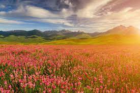 Valley of flowers trek in uttrakhand is suitable for trekkers newbies and experienced. Trek To Valley Of Flowers A Must Have Experience For 2021