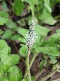 Image result for Plantago palmata