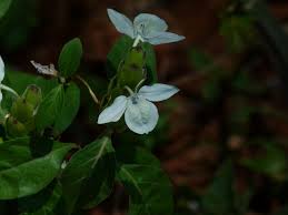 Image result for Ecbolium clarkei