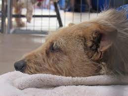 In just 9 short years, our volunteers have worked to give hope to over 12,000 rescue dogs in need of a chance at life. Local Rescue Groups Seeking Foster Families For Companion Animals The San Diego Union Tribune