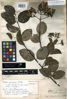 Image result for Usteria guineensis
