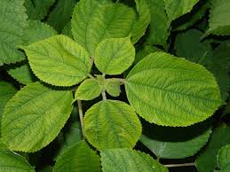 Image result for Boehmeria nivea