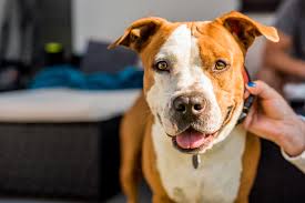 The american staffordshire terrier (am staff) is extremely strong for its size. American Staffordshire Terrier Wesen Haltung Pflege Zooplus