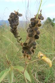 Image result for Eriosema flemingioides