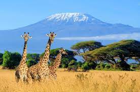 An oasis of luxury in 50 000 acres of wild kenyan savannah. Quenia Safara Maasi