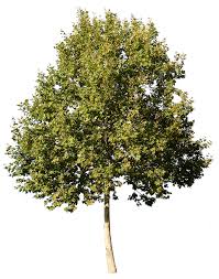 Image result for Platanus