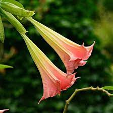 Flower Power Poison In The Backyard Mother Earth News Flowers Poison Garden Poisonous Plants