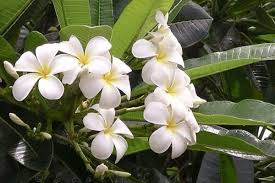 Karena banyaknya nama bunga yang ada di dunia ini, maka kami akan mengurutkannya berdasarkan abjad (a sampai z) untuk memudahkan anda dalam pencarian. Kemboja Masuk Ensiklopedia Tanaman Antikanker Satu Harapan