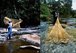 Image result for Clappertonia polyandra