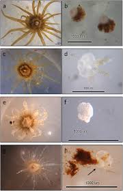 Toxicity Estimates For Diuron And Atrazine For The Tropical Marine Cnidarian Exaiptasia Pallida And In Hospite Symbiodinium Spp Using Pam Chlorophyll A Fluorometry Sciencedirect Exaiptasia pallida displays upregulation of core proteins as a function of symbiosis.