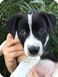 Black And White Border Collie Pointer Mix Lincoln Ca Border Collie American Staffordshire Terrier Mix Meet Annie A Puppy For Adoption Http Www Adopt Pets Border Collie Staffordshire Terrier Mix