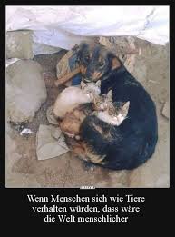 Nutze dazu am besten die tastenkombination strg + c. Wenn Menschen Sich Wie Tiere Verhalten Wurden Dass Ware Lustige Bilder Spruche Witze Echt Lustig