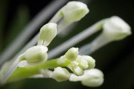 Image result for Podangis