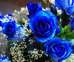 Dew Drops Blue Flowers Blue Flowers Blue Flower Names Blue Flower Wallpaper